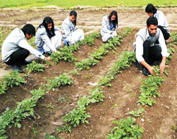 B.Sc Agriculture