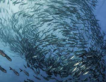 Careers in Fisheries